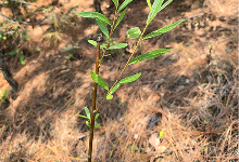 Impact Project Image